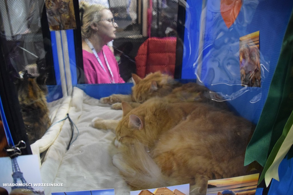 Międzynarodowa Wystawa Kotów we Wrześni