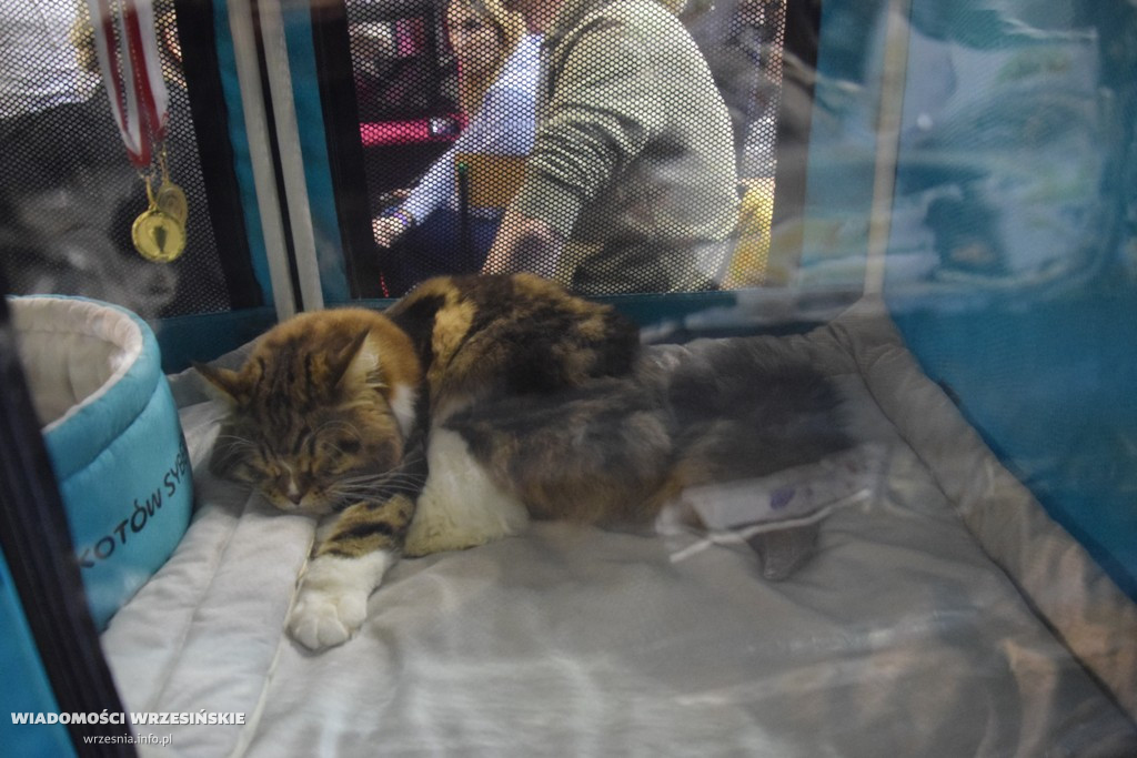 Międzynarodowa Wystawa Kotów we Wrześni