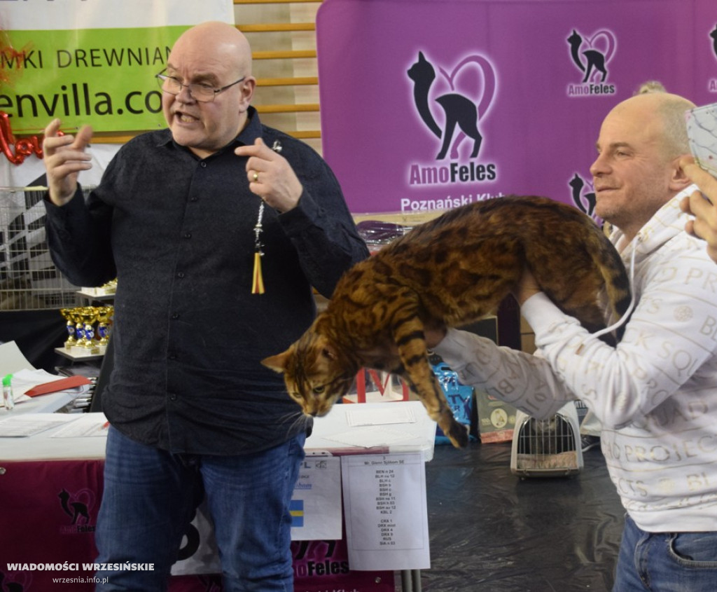 Międzynarodowa Wystawa Kotów we Wrześni
