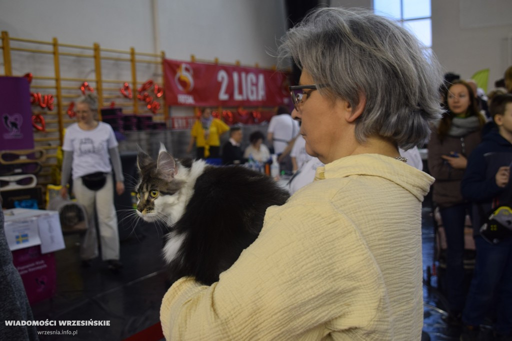 Międzynarodowa Wystawa Kotów we Wrześni