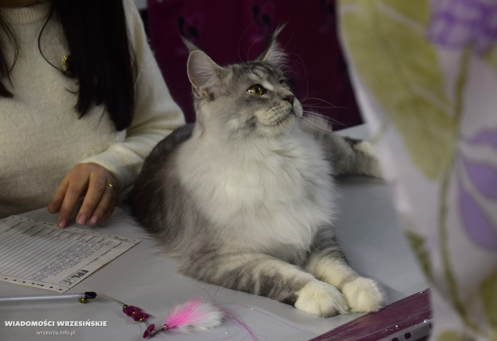 Międzynarodowa Wystawa Kotów we Wrześni