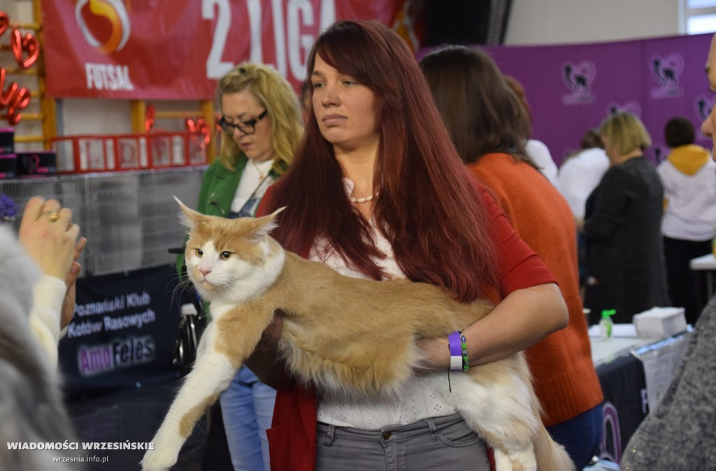 Międzynarodowa Wystawa Kotów we Wrześni