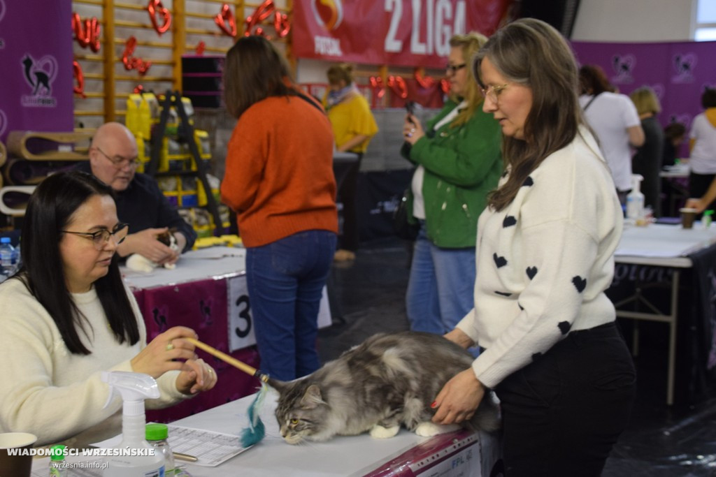 Międzynarodowa Wystawa Kotów we Wrześni