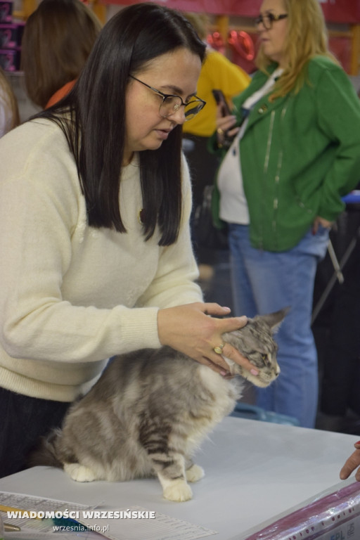 Międzynarodowa Wystawa Kotów we Wrześni