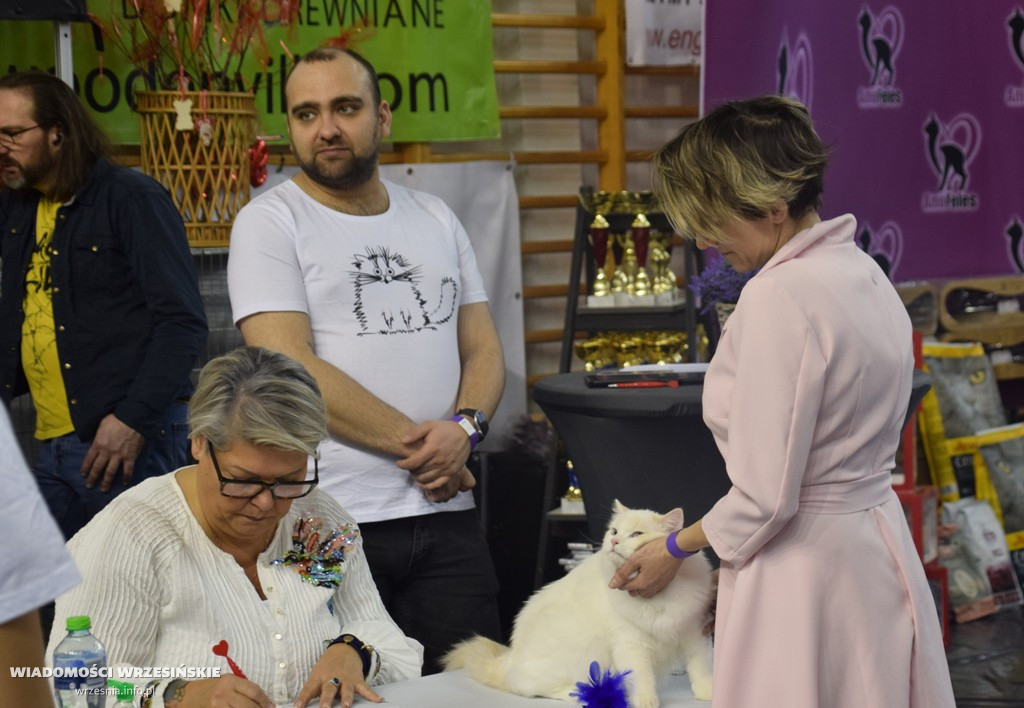 Międzynarodowa Wystawa Kotów we Wrześni