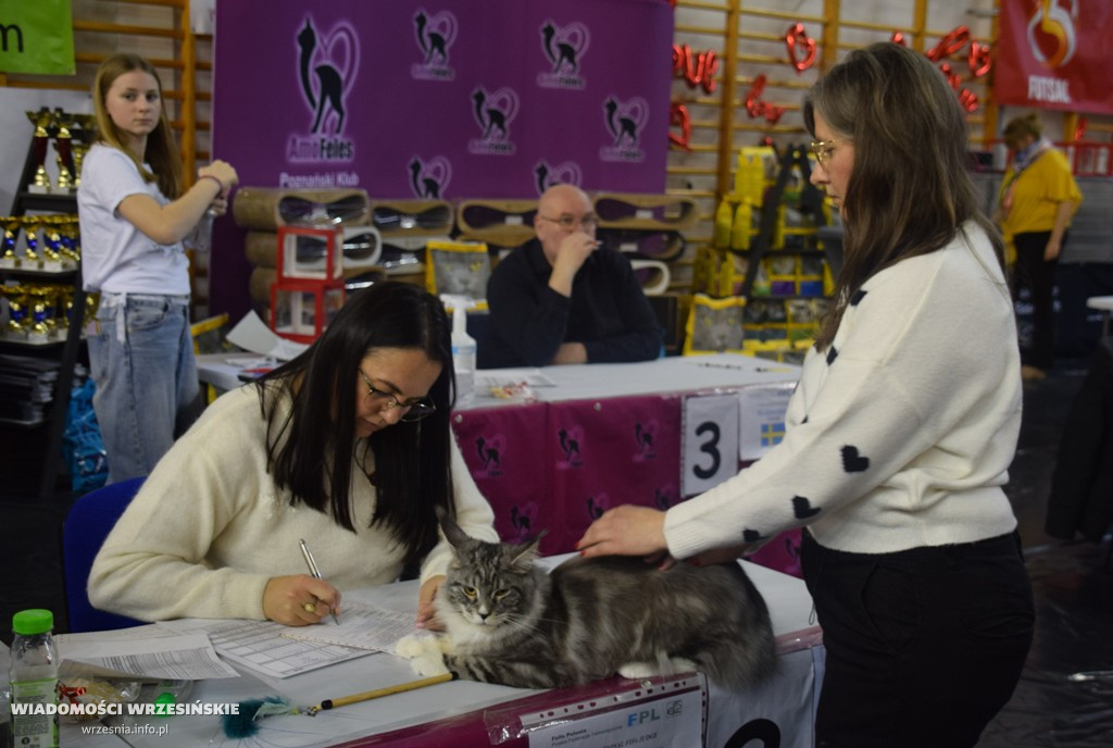 Międzynarodowa Wystawa Kotów we Wrześni