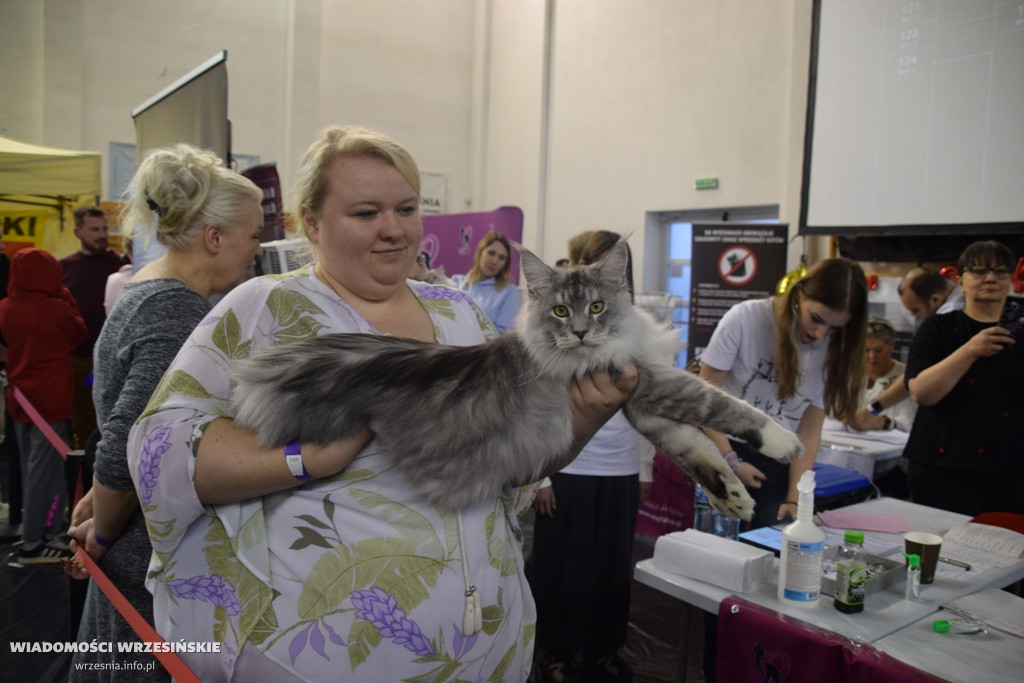 Międzynarodowa Wystawa Kotów we Wrześni