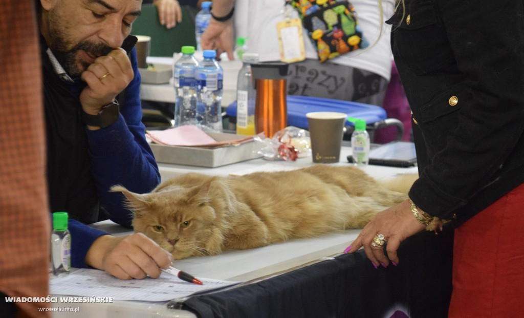 Międzynarodowa Wystawa Kotów we Wrześni