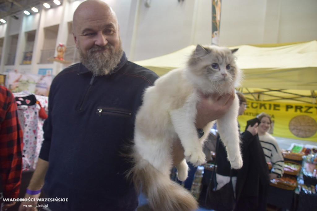 Międzynarodowa Wystawa Kotów we Wrześni