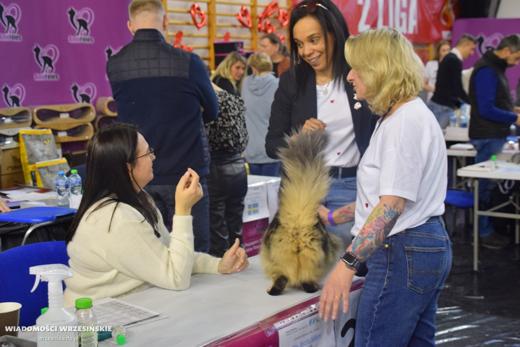 Międzynarodowa Wystawa Kotów we Wrześni