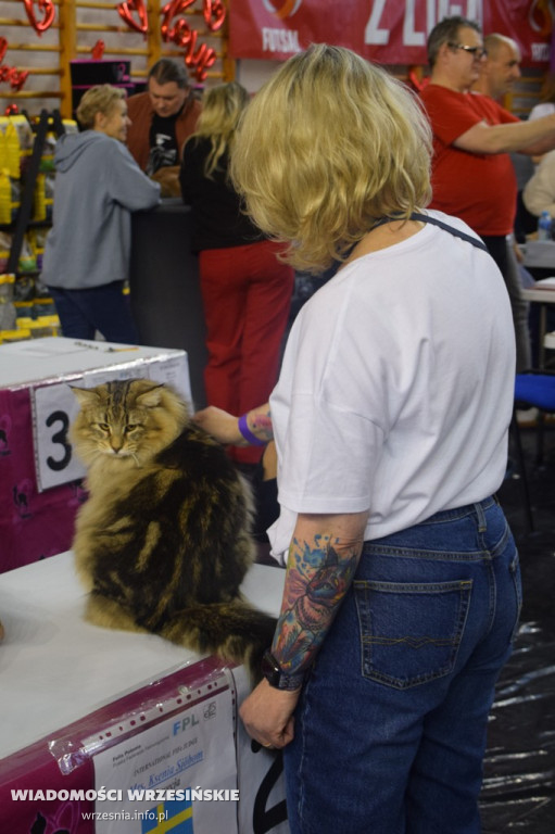 Międzynarodowa Wystawa Kotów we Wrześni