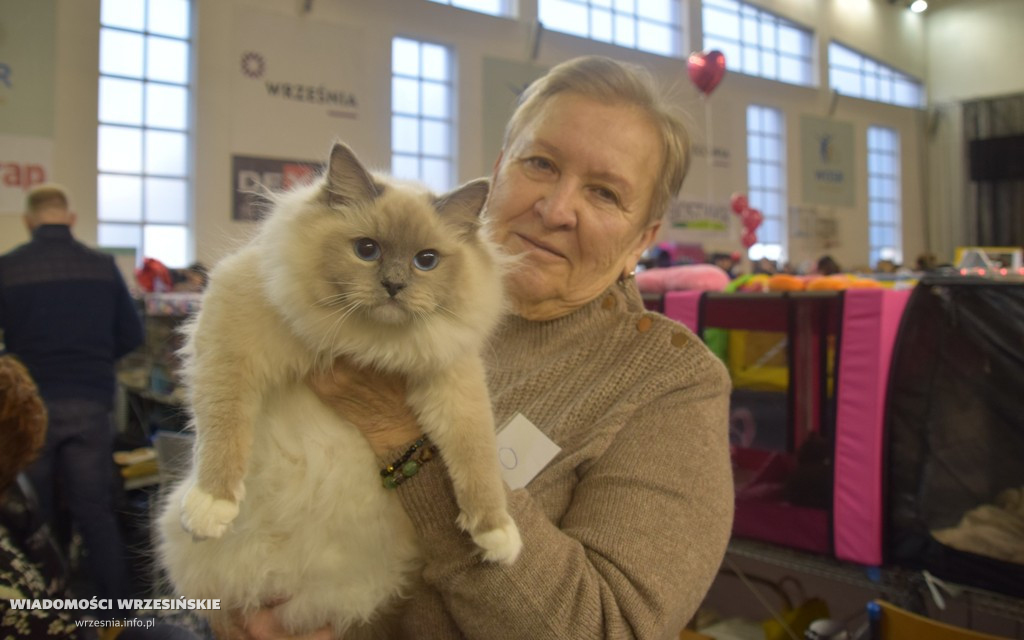 Międzynarodowa Wystawa Kotów we Wrześni