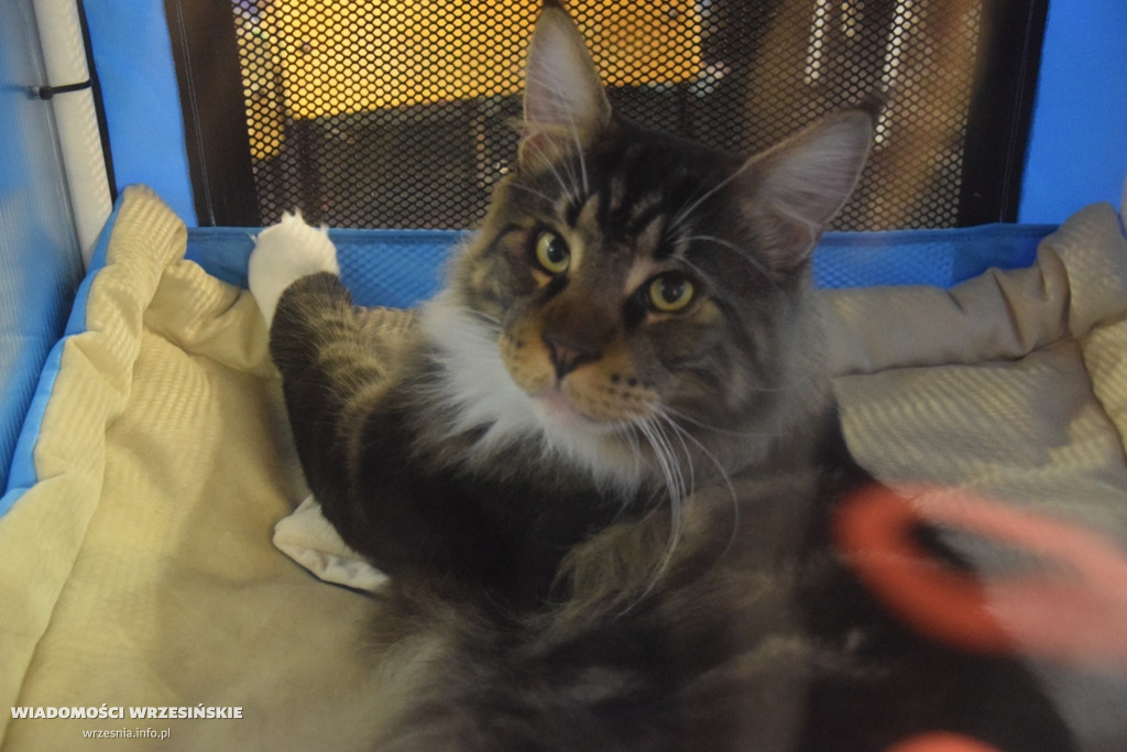 Międzynarodowa Wystawa Kotów we Wrześni