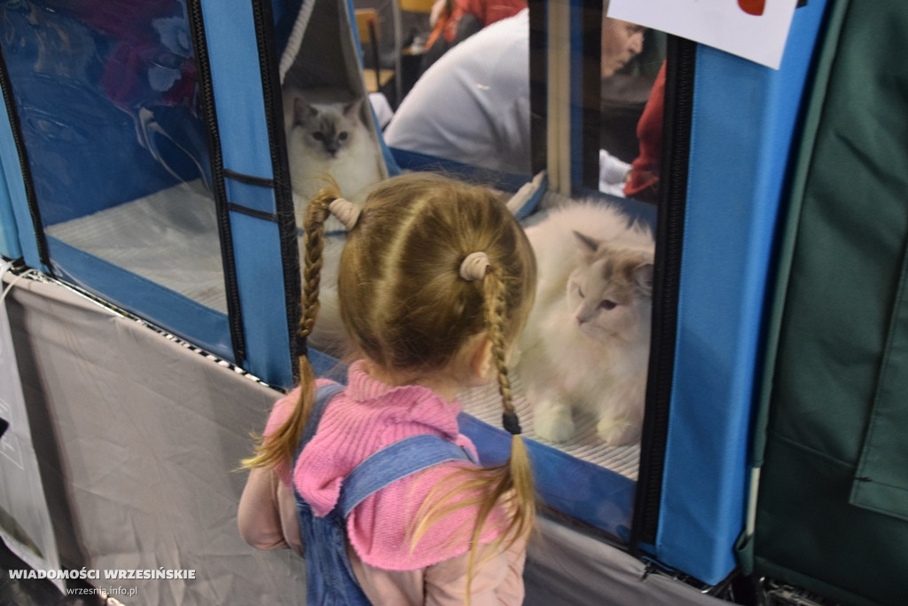 Międzynarodowa Wystawa Kotów we Wrześni