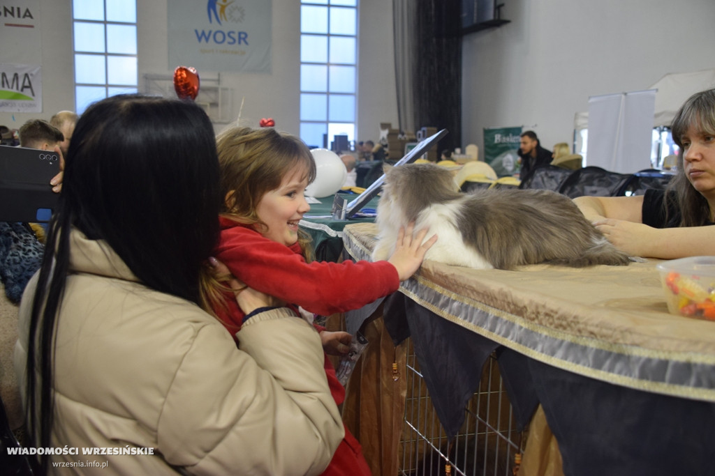 Międzynarodowa Wystawa Kotów we Wrześni