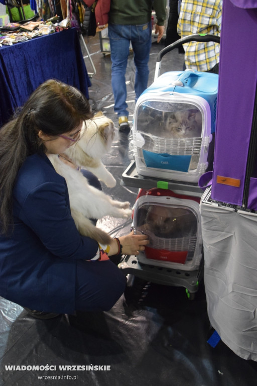 Międzynarodowa Wystawa Kotów we Wrześni