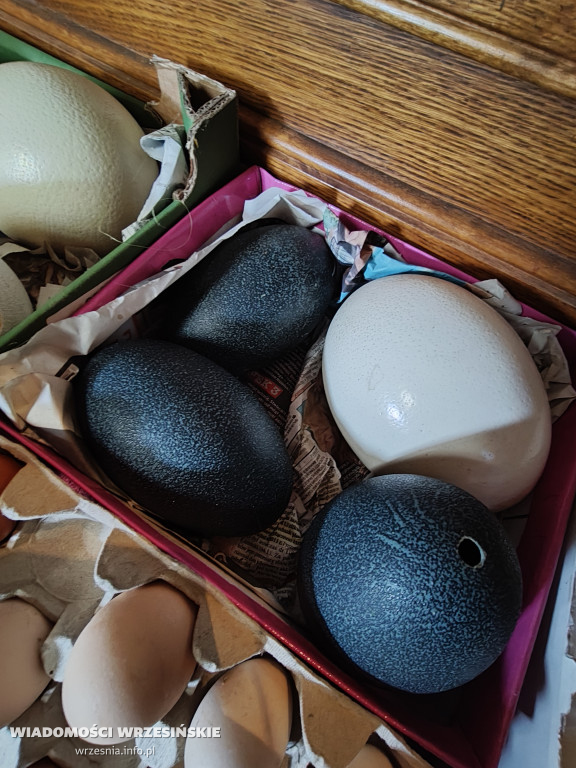 Mini Zoo Pawłowo - tam, gdzie rządzi jajko