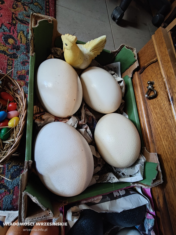 Mini Zoo Pawłowo - tam, gdzie rządzi jajko