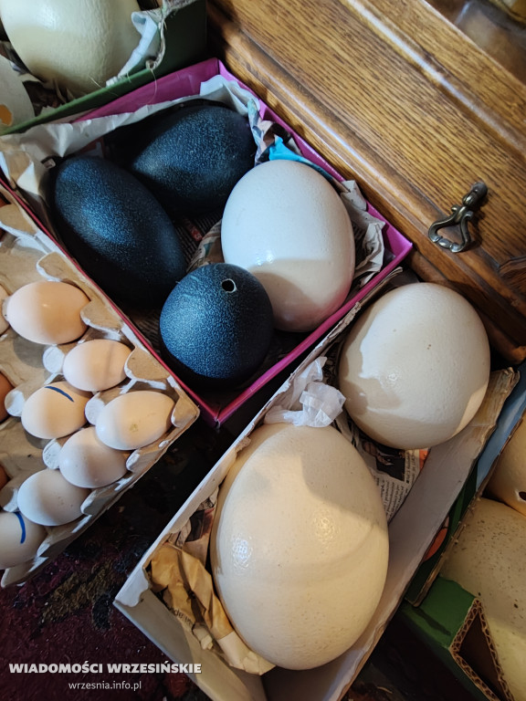 Mini Zoo Pawłowo - tam, gdzie rządzi jajko