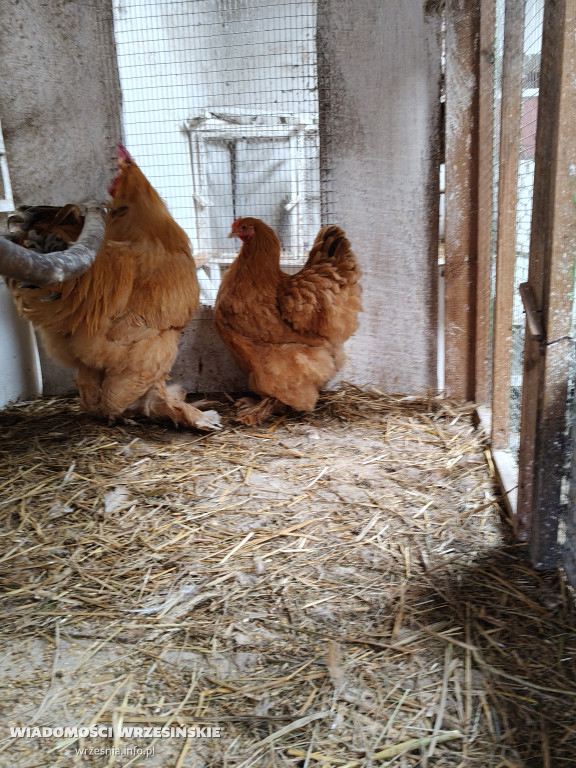 Mini Zoo Pawłowo - tam, gdzie rządzi jajko