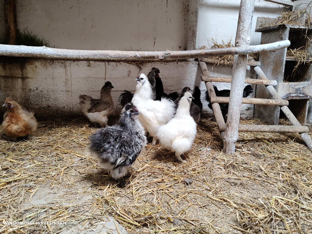 Mini Zoo Pawłowo - tam, gdzie rządzi jajko