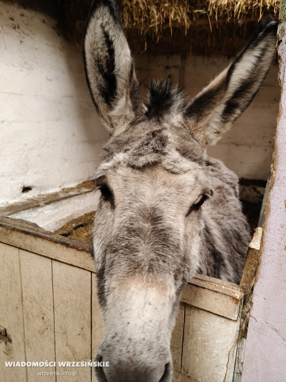 Mini Zoo Pawłowo - tam, gdzie rządzi jajko