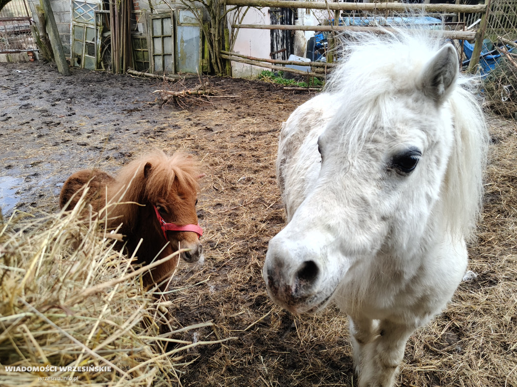Mini Zoo Pawłowo - tam, gdzie rządzi jajko