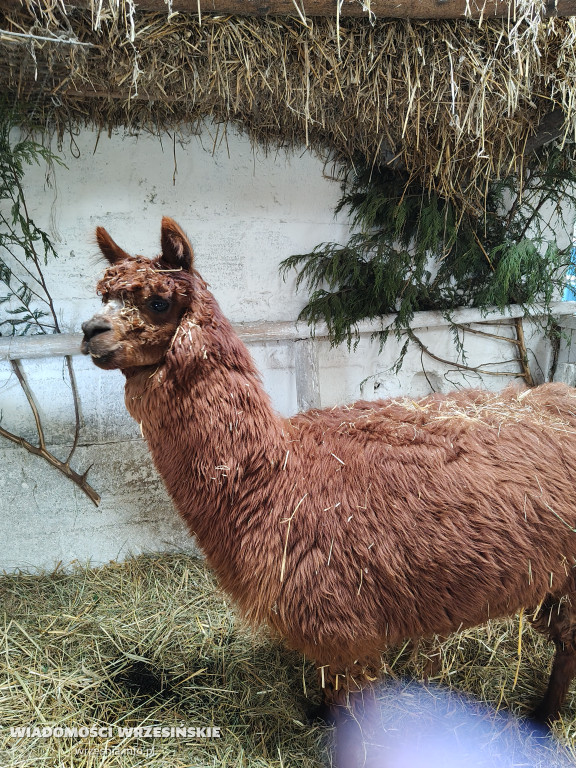 Mini Zoo Pawłowo - tam, gdzie rządzi jajko