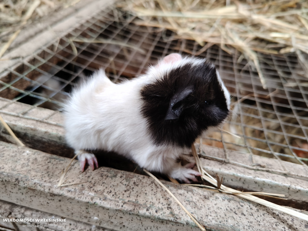 Mini Zoo Pawłowo - tam, gdzie rządzi jajko