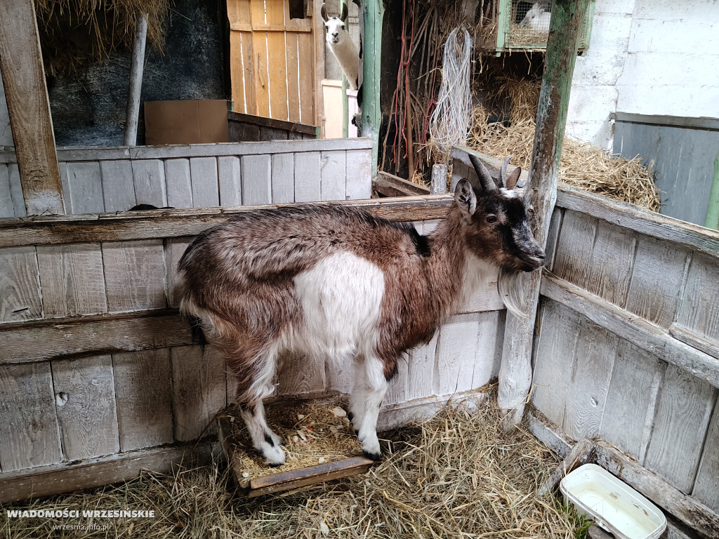 Mini Zoo Pawłowo - tam, gdzie rządzi jajko