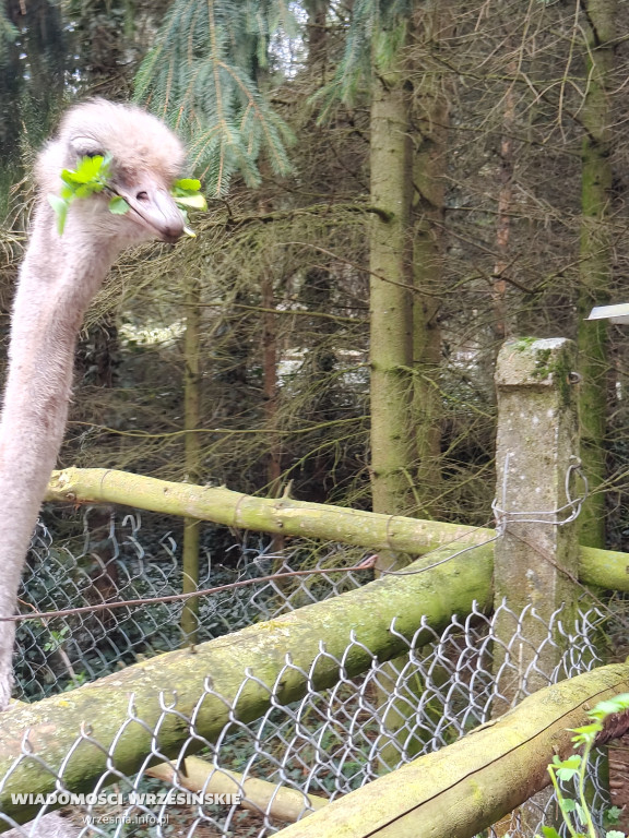 Mini Zoo Pawłowo - tam, gdzie rządzi jajko