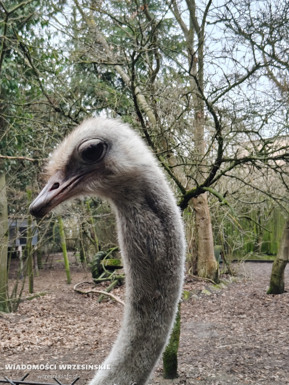 Mini Zoo Pawłowo - tam, gdzie rządzi jajko