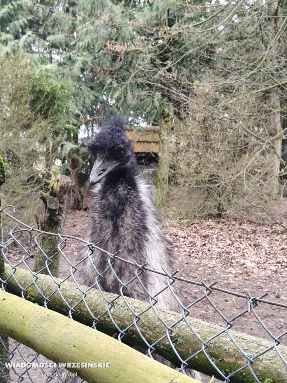 Mini Zoo Pawłowo - tam, gdzie rządzi jajko