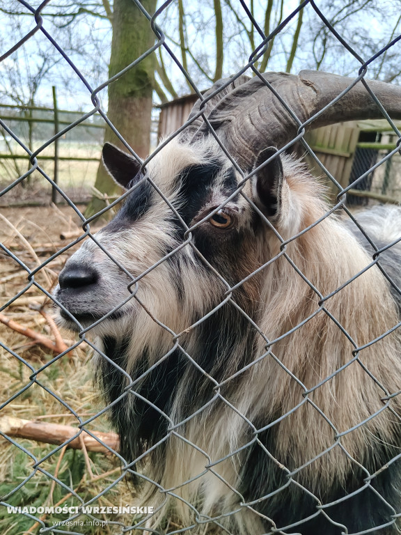 Mini Zoo Pawłowo - tam, gdzie rządzi jajko