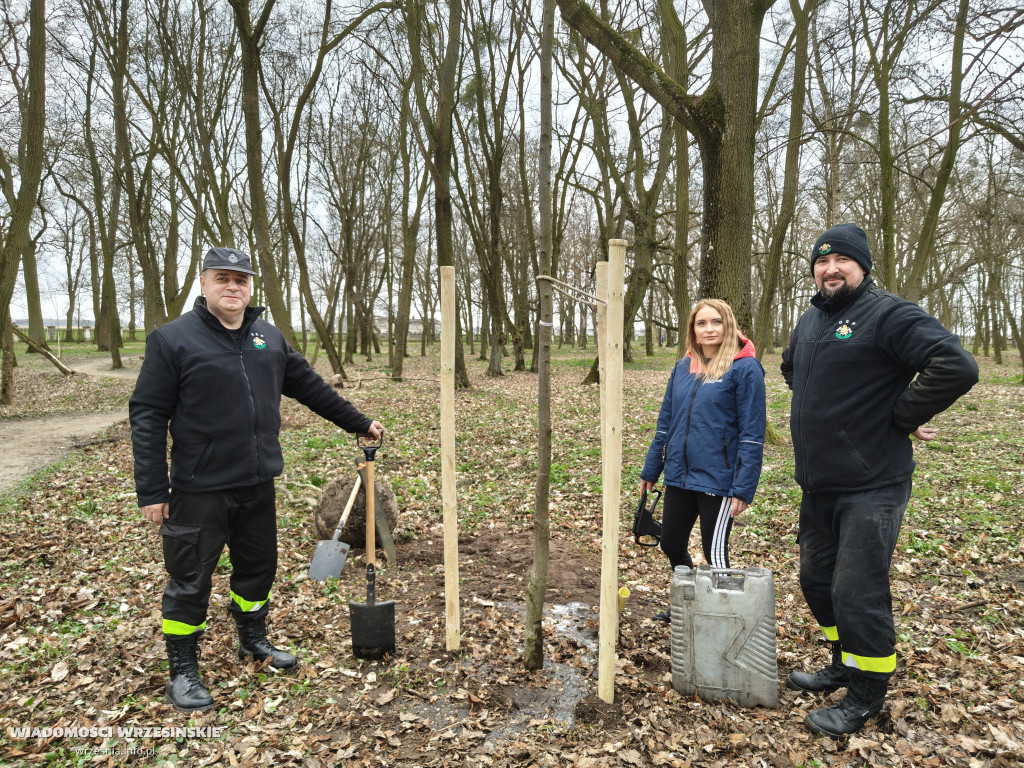 Nasadzenia drzew przy schronisku w Zielińcu