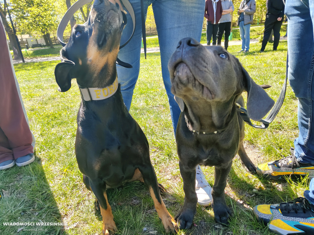Psie spotkanie przy tężni na Wrzosowej