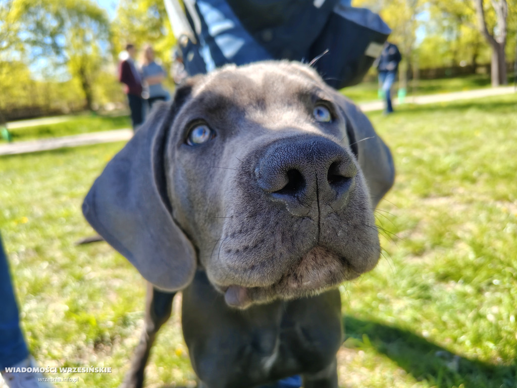 Psie spotkanie przy tężni na Wrzosowej