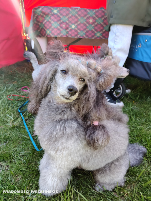 Psie spotkanie przy tężni na Wrzosowej