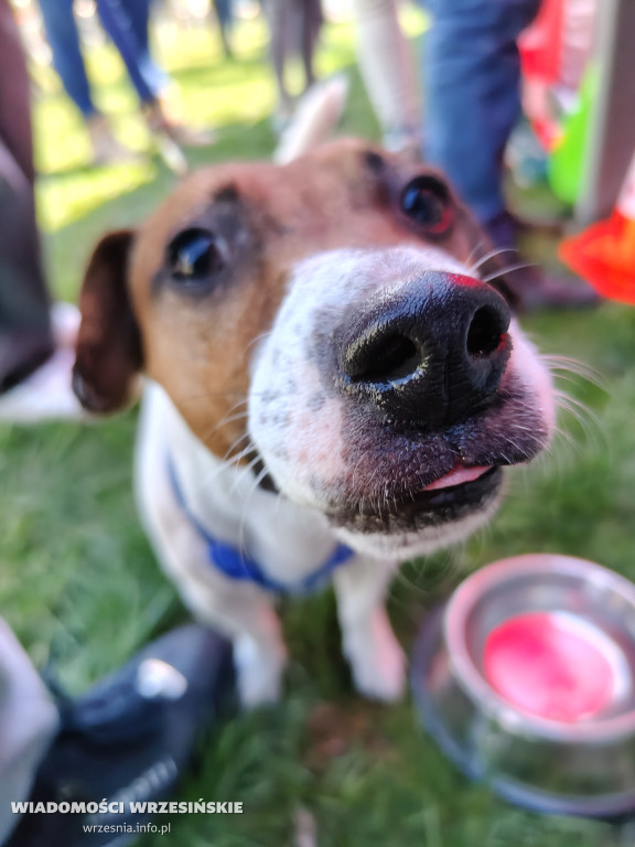 Psie spotkanie przy tężni na Wrzosowej