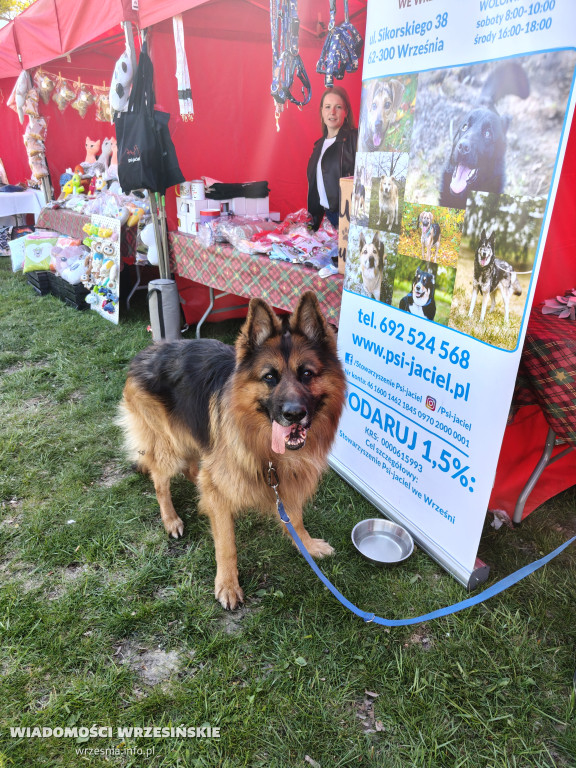 Psie spotkanie przy tężni na Wrzosowej