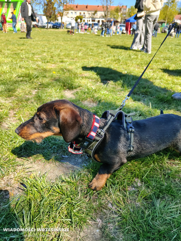 Psie spotkanie przy tężni na Wrzosowej