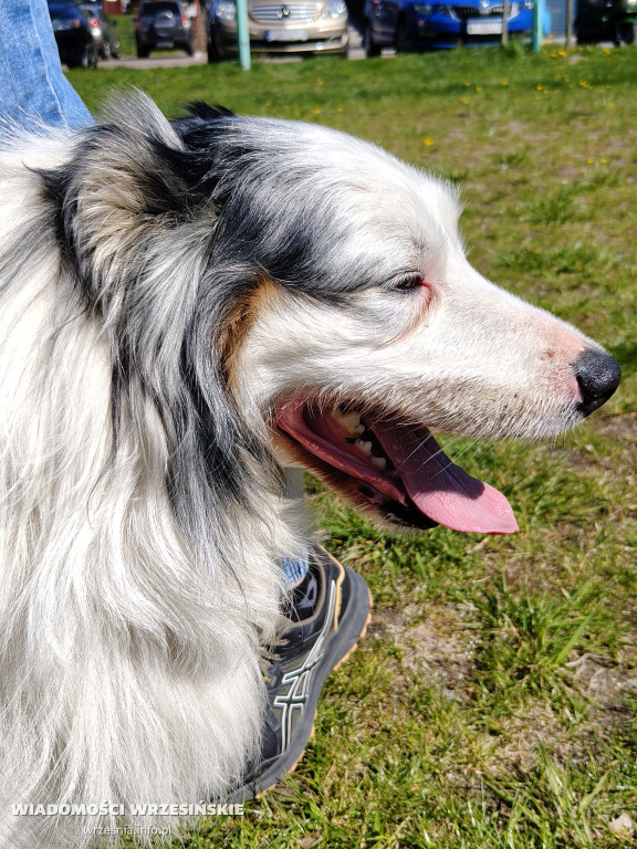 Psie spotkanie przy tężni na Wrzosowej