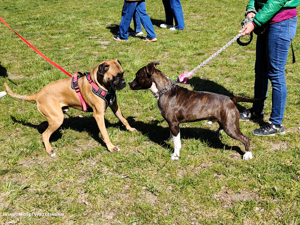 Psie spotkanie przy tężni na Wrzosowej