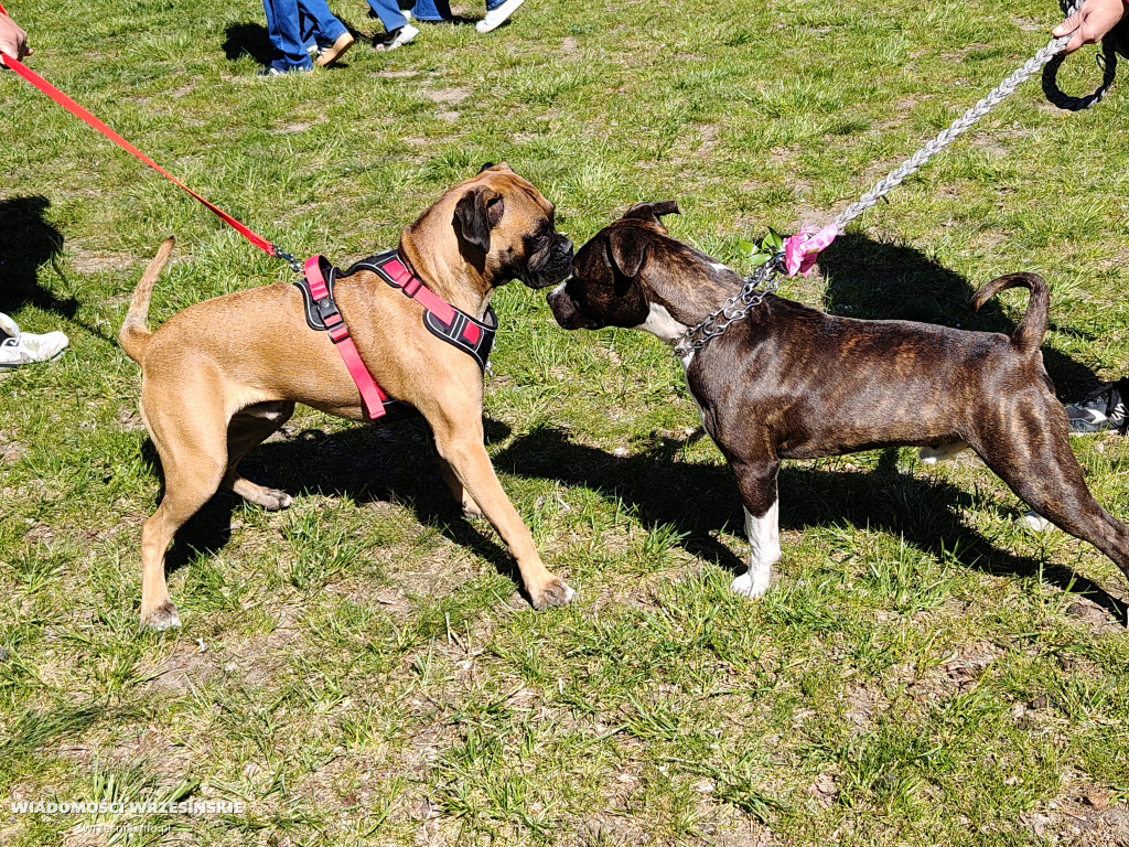 Psie spotkanie przy tężni na Wrzosowej