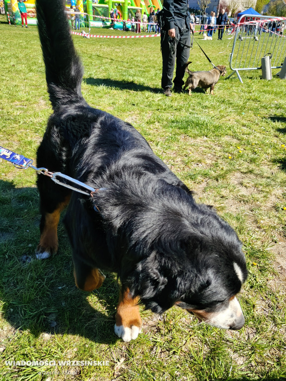 Psie spotkanie przy tężni na Wrzosowej