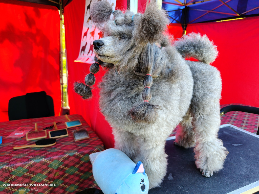 Psie spotkanie przy tężni na Wrzosowej
