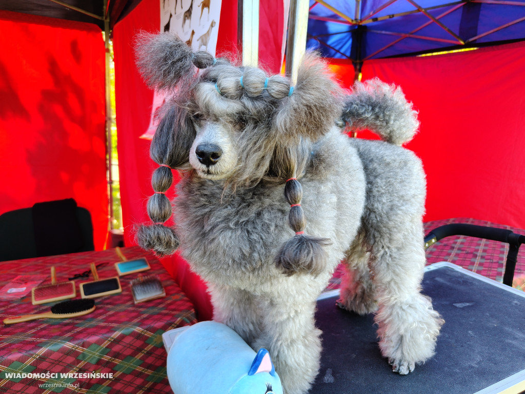 Psie spotkanie przy tężni na Wrzosowej