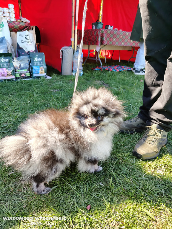 Psie spotkanie przy tężni na Wrzosowej