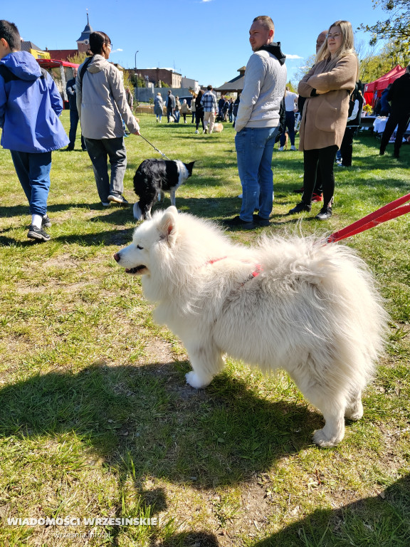 Psie spotkanie przy tężni na Wrzosowej