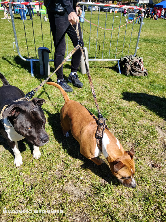 Psie spotkanie przy tężni na Wrzosowej